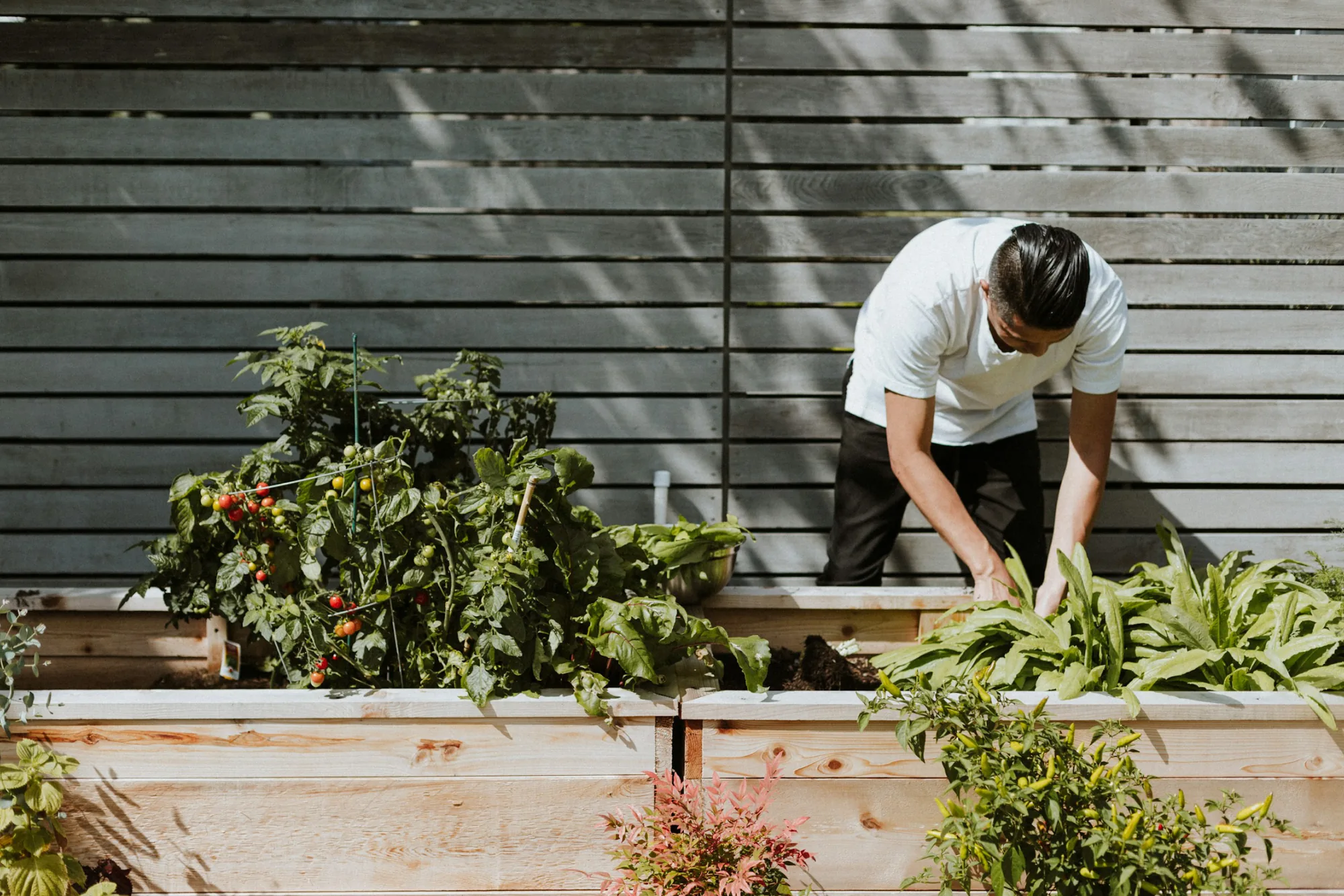 A person tending vegetables in a raised garden bed